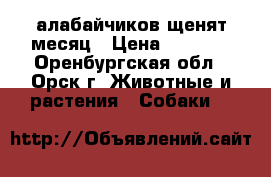  алабайчиков щенят месяц › Цена ­ 6 000 - Оренбургская обл., Орск г. Животные и растения » Собаки   